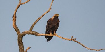 Lista Roșie: Peste 40 de specii de păsări din România amenințate cu dispariția