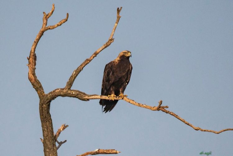 Lista Roșie: Peste 40 de specii de păsări din România amenințate cu dispariția