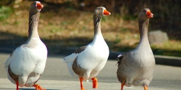 Nou focar de gripă aviară H5N1 la o fermă de gâşte din Ungaria, aproape de graniţa cu România