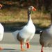 Nou focar de gripă aviară H5N1 la o fermă de gâşte din Ungaria, aproape de graniţa cu România