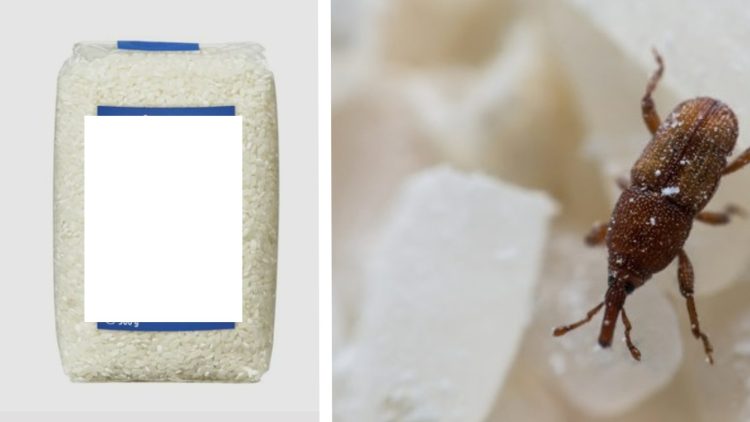 Lămuriri în cazul pachetelor alimentare cu insecte din Comuna Coaș