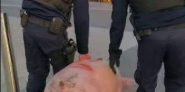 Porc salvat de jandarmi francezi din mâinile unor români care voiau să-l taie. VIDEO