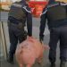 Porc salvat de jandarmi francezi din mâinile unor români care voiau să-l taie. VIDEO
