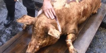 Bine de ştiut. Reguli pentru sacrificarea animalelor