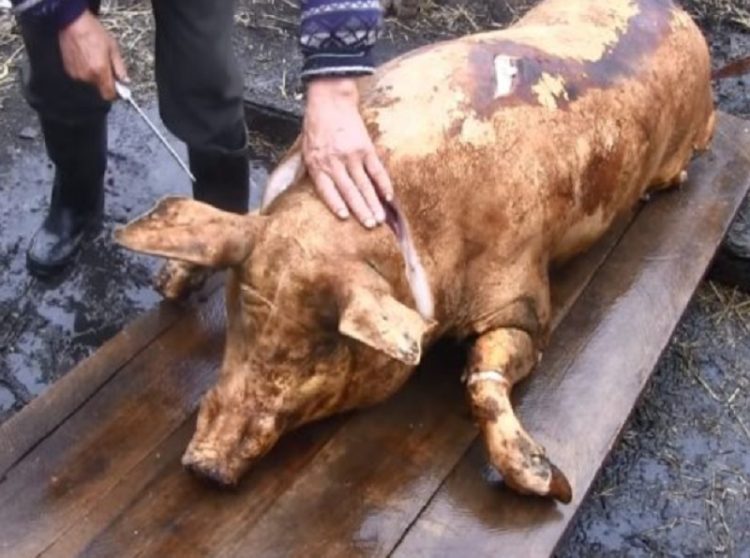 Bine de ştiut. Reguli pentru sacrificarea animalelor