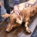 Bine de ştiut. Reguli pentru sacrificarea animalelor