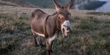 Fabulă: NU TE CERTA CU “MĂGARII”