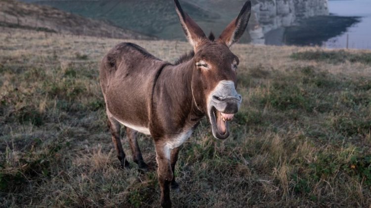 Fabulă: NU TE CERTA CU “MĂGARII”