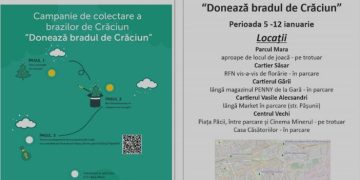 Colectarea brazilor de Crăciun din Baia Mare
