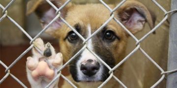 Maramureşean reţinut după ce a ucis prin spânzurare mai mulţi câini în Ilba