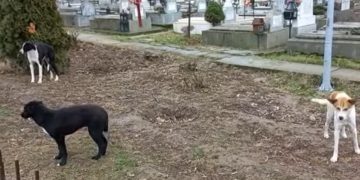 Cimitirul din Bucureşti unde e depus corpul băimărencei ucisă de maidanezi e plin de… maidanezi. Au fost chemaţi hingherii – video