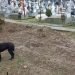 Cimitirul din Bucureşti unde e depus corpul băimărencei ucisă de maidanezi e plin de… maidanezi. Au fost chemaţi hingherii – video