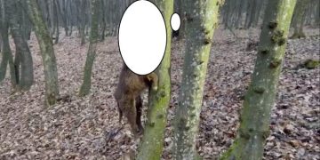 Cruzime la cote înalte: Câini spânzurați la intrarea într-o pădure