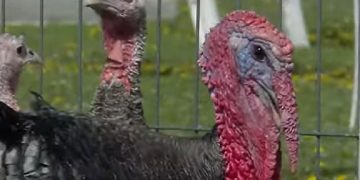 Gripa aviară face ravagii în România. Peste 200.000 de curcani, omorâţi în câteva zile