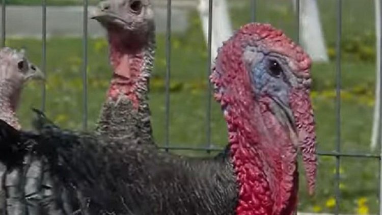 Gripa aviară face ravagii în România. Peste 200.000 de curcani, omorâţi în câteva zile