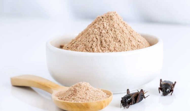 Făina de greieri a apărut în România. Cu cât se vinde?