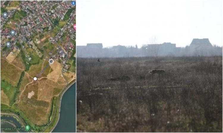 Locul exact unde a fost atacată și ucisă de câini femeia care alerga în apropiere de Lacul Morii