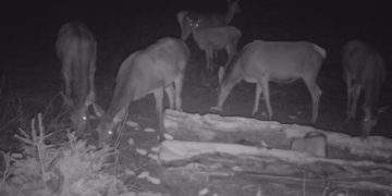 Strâmbu-Băiuț, regatul ciutelor. VIDEO impresionant