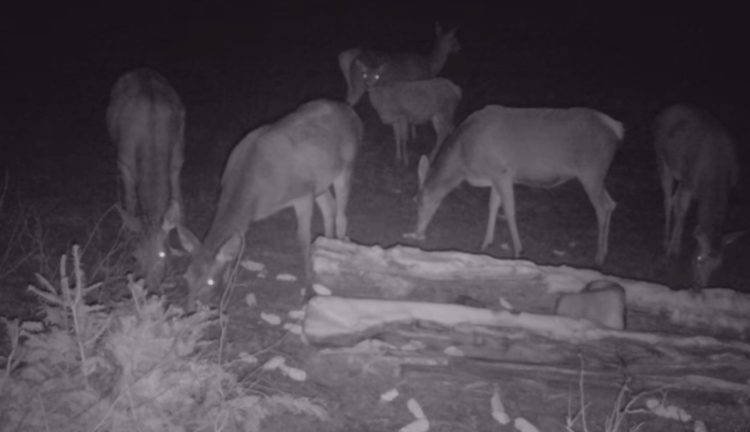 Strâmbu-Băiuț, regatul ciutelor. VIDEO impresionant