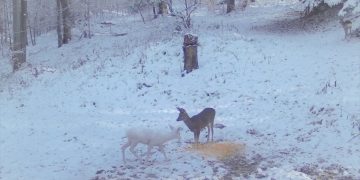 Raritate în fauna României – căprioară albă în pădurile patriei. FOTO IMPRESIONANT