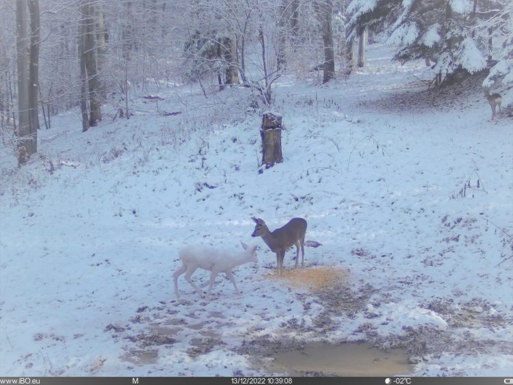 Raritate în fauna României – căprioară albă în pădurile patriei. FOTO IMPRESIONANT