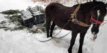 Contrabandă cu calul, focuri de armă şi 5.000 de pachete cu țigări confiscate la Valea Vișeului – foto