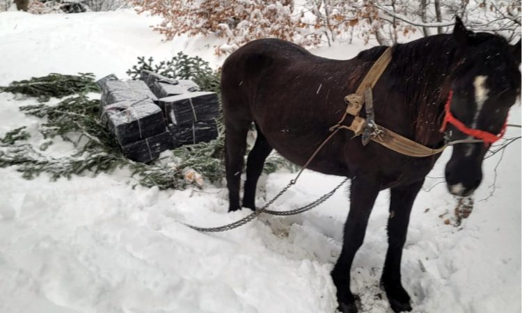 Contrabandă cu calul, focuri de armă şi 5.000 de pachete cu țigări confiscate la Valea Vișeului – foto