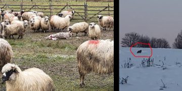 O haită de lupi bagă în sperieți toată Țara Lăpușului. VIDEO