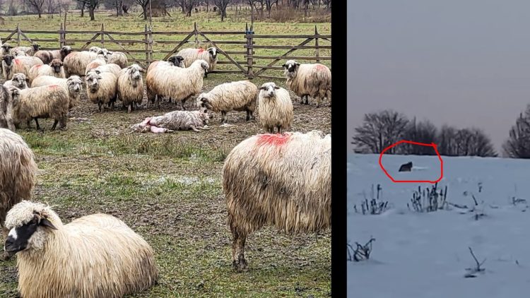 O haită de lupi bagă în sperieți toată Țara Lăpușului. VIDEO
