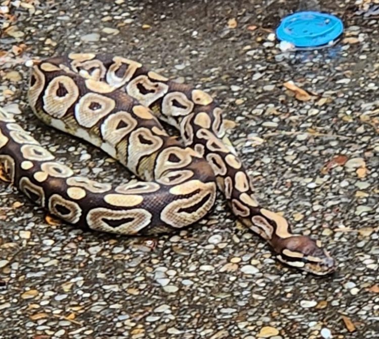 Şarpe descoperit într-o parcare din Baia Mare