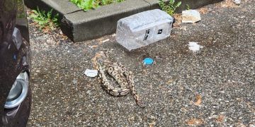 Ce s-a întâmplat cu șarpele găsit într-o parcare din Baia Mare