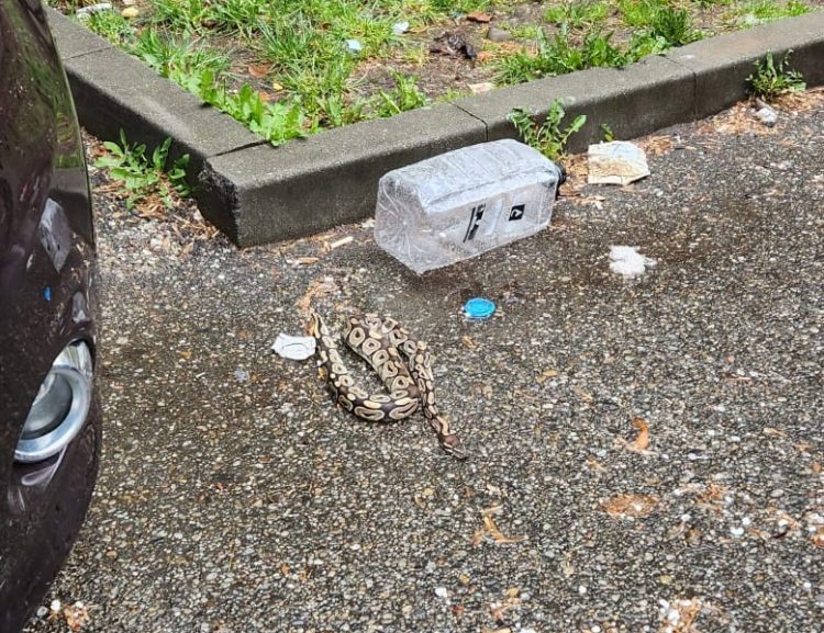 Piton găsit într-o parcare din Baia Mare. Cu cât se vinde un asemenea „animal de companie”
