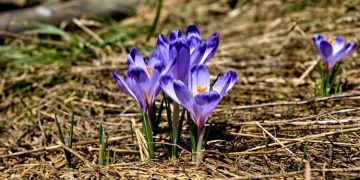 Prognoza meteo până în 19 martie