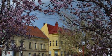 Mesajul primarului orașului Seini în Duminica Floriilor