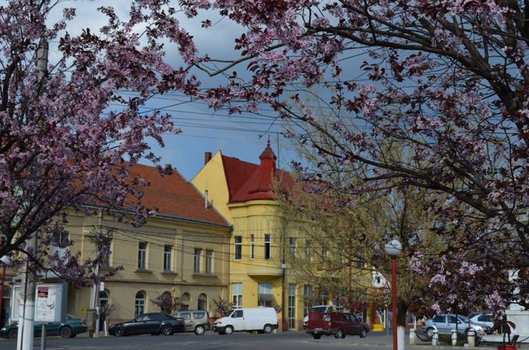 Mesajul primarului orașului Seini în Duminica Floriilor