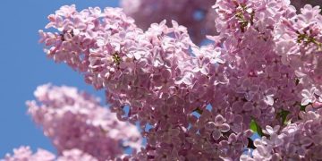 Când scăpăm de frig și ploi. Prognoza meteo pentru următoarele patru săptămâni