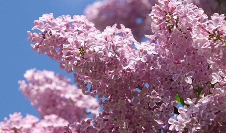 Când scăpăm de frig și ploi. Prognoza meteo pentru următoarele patru săptămâni