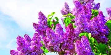 Prognoza ANM pentru următoarele 4 săptămâni.Cum va fi vremea de 1 Mai