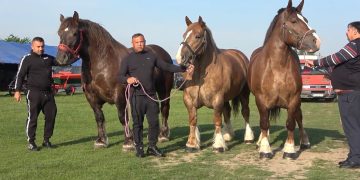 Cea mai spectaculoasă expoziție de cai revine la Recea