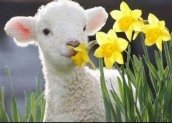 Prognoza meteo pentru următoarele patru săptămâni. Cum va fi vremea în zilele de Paşti