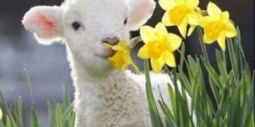 Prognoza meteo pentru următoarele patru săptămâni. Cum va fi vremea în zilele de Paşti