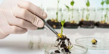 Comunicat Direcţia pentru Agricultură: ce trebuie să ştim despre organismele modificate genetic