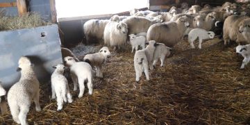 Derogare pentru ciobani: DSV-urile vor permite sacrificarea mieilor în ferme, până de Paște. Cât este prețul în acest an
