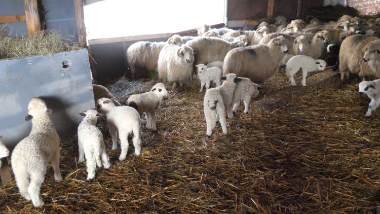 Derogare pentru ciobani: DSV-urile vor permite sacrificarea mieilor în ferme, până de Paște. Cât este prețul în acest an