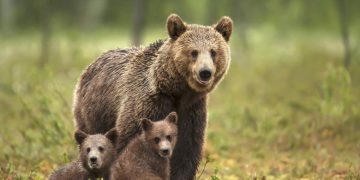 ATENȚIE MARAMUREȘENI: Ursoaică și 2 pui într-o zonă locuită din Repedea