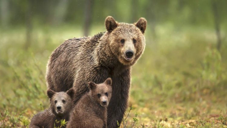 ATENȚIE MARAMUREȘENI: Ursoaică și 2 pui într-o zonă locuită din Repedea