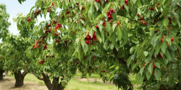 Vreme caldă, dar capricioasă. Prognoza meteo până la sfârşitul lunii