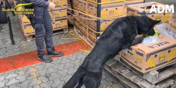 Captură record. Aproape trei tone de cocaină, de 800 de milioane de euro, găsite în containere cu banane