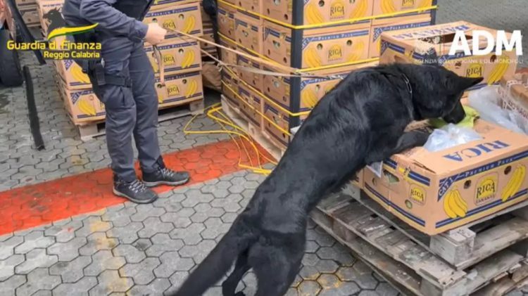 Captură record. Aproape trei tone de cocaină, de 800 de milioane de euro, găsite în containere cu banane