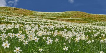 Poiana cu Narcise din Munții Rodnei a început să înflorească